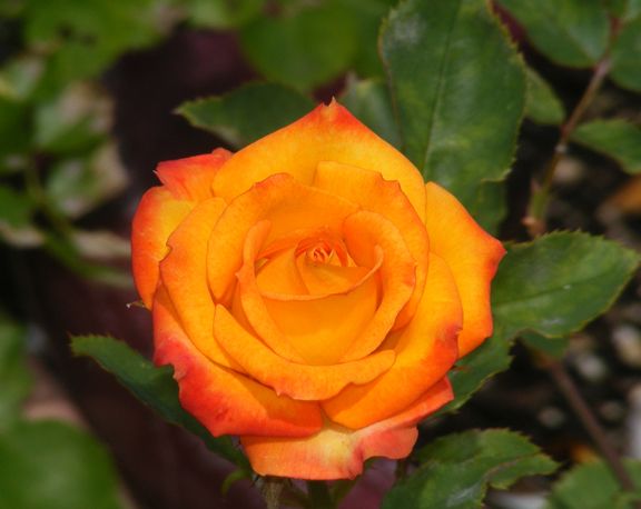 Mary Pickersgill photo mp2014_062200mp25_zps601c9df9.jpg